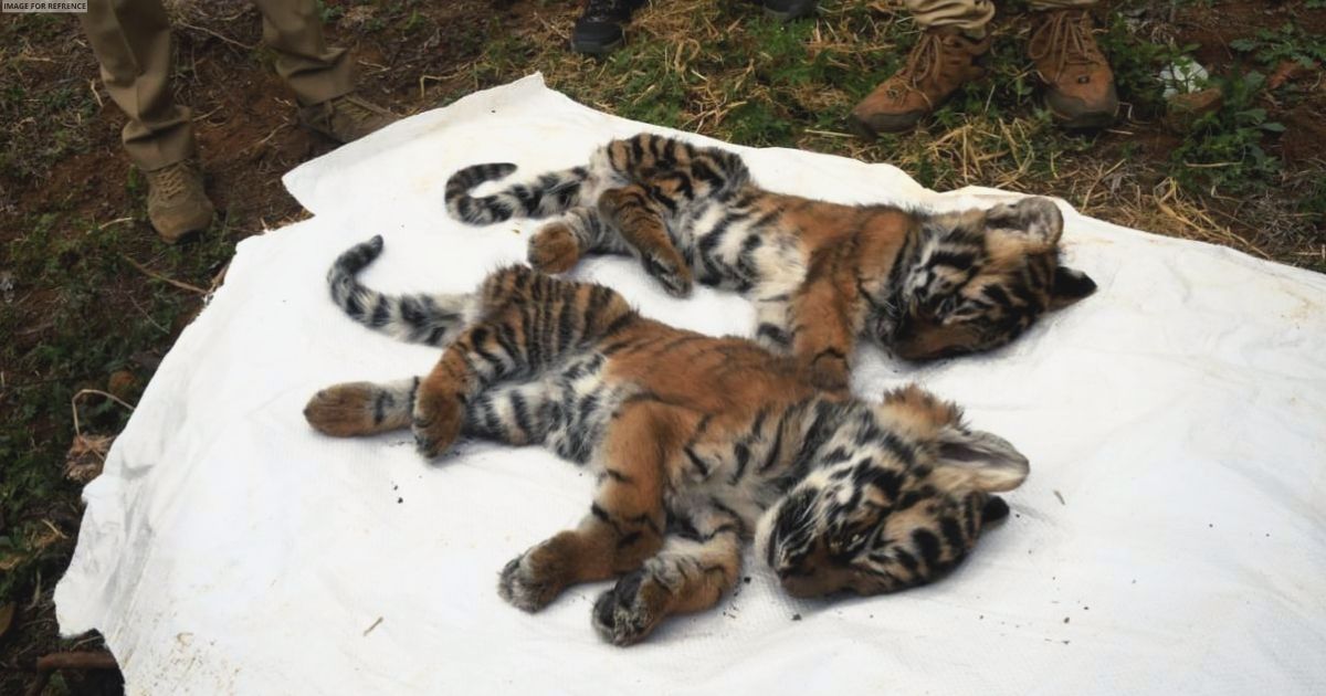 TN: Tiger death toll rises to 10, National Tiger Commission visits Ooty to investigate